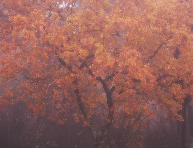 Astrid Brouwers Boom Herfstkleuren wenskaart postkaart
