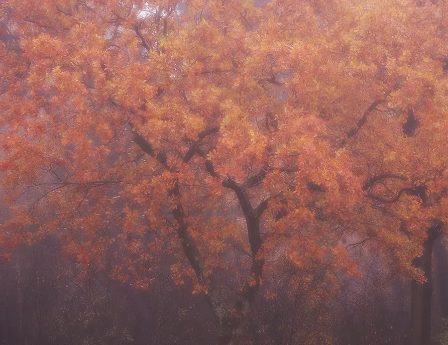 Astrid Brouwers Boom Herfstkleuren wenskaart postkaart