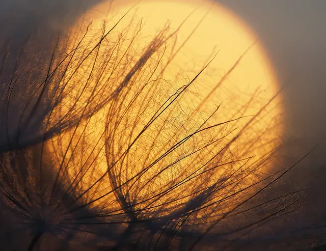 Astrid Brouwers Wenskaart Paardenbloem Zonsopkomst