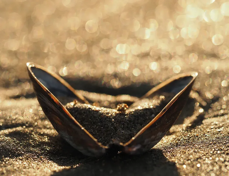 Astrid Brouwers Wenskaart mossel op het strand per stuk