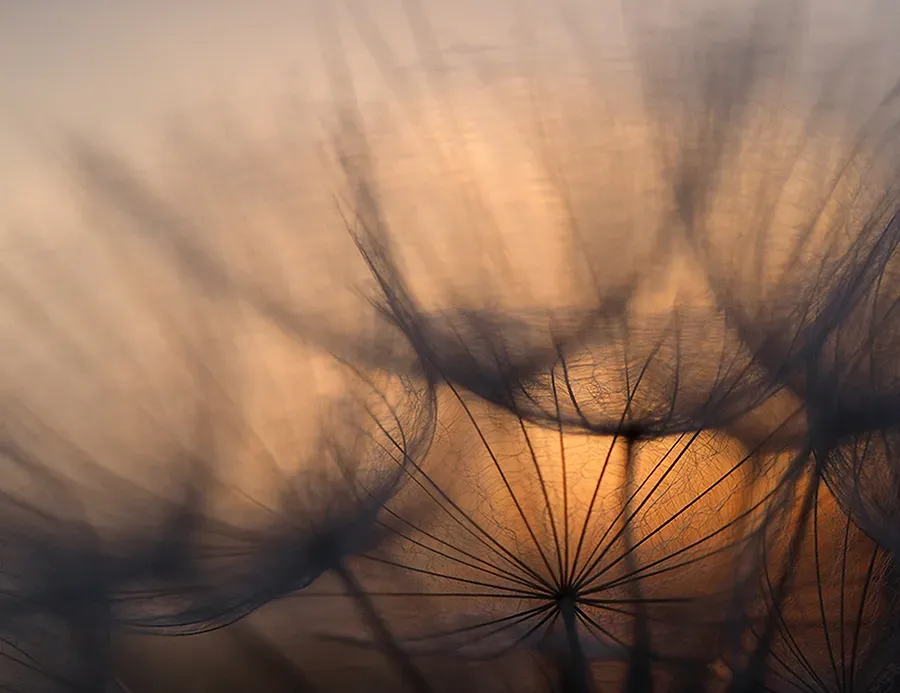 Astrid Brouwers Wenskaart zonsopkomst paardenbloemen