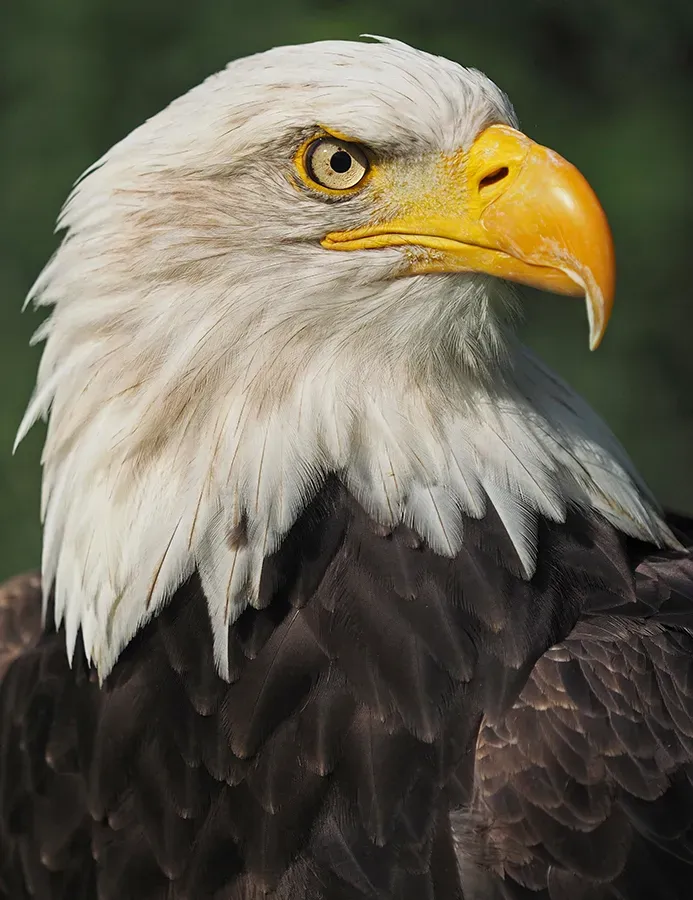 Astrid Brouwers wenskaart Amerikaanse zeearend 10,7 cm